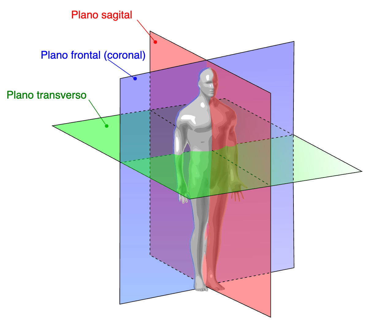 figura de abertura — o corpo humano em movimento, planos anatómicos