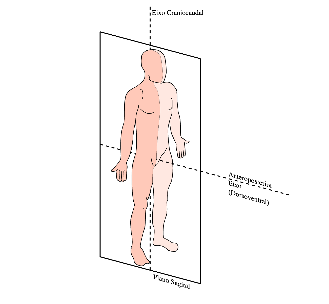 planos e eixos de movimento do corpo