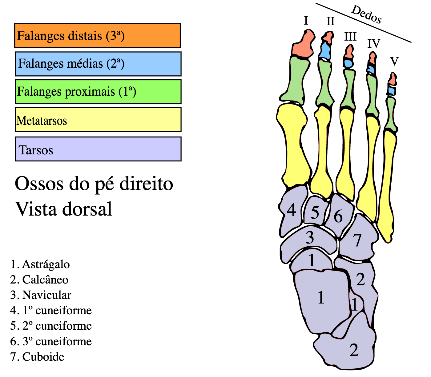 ossos e arcos do pé