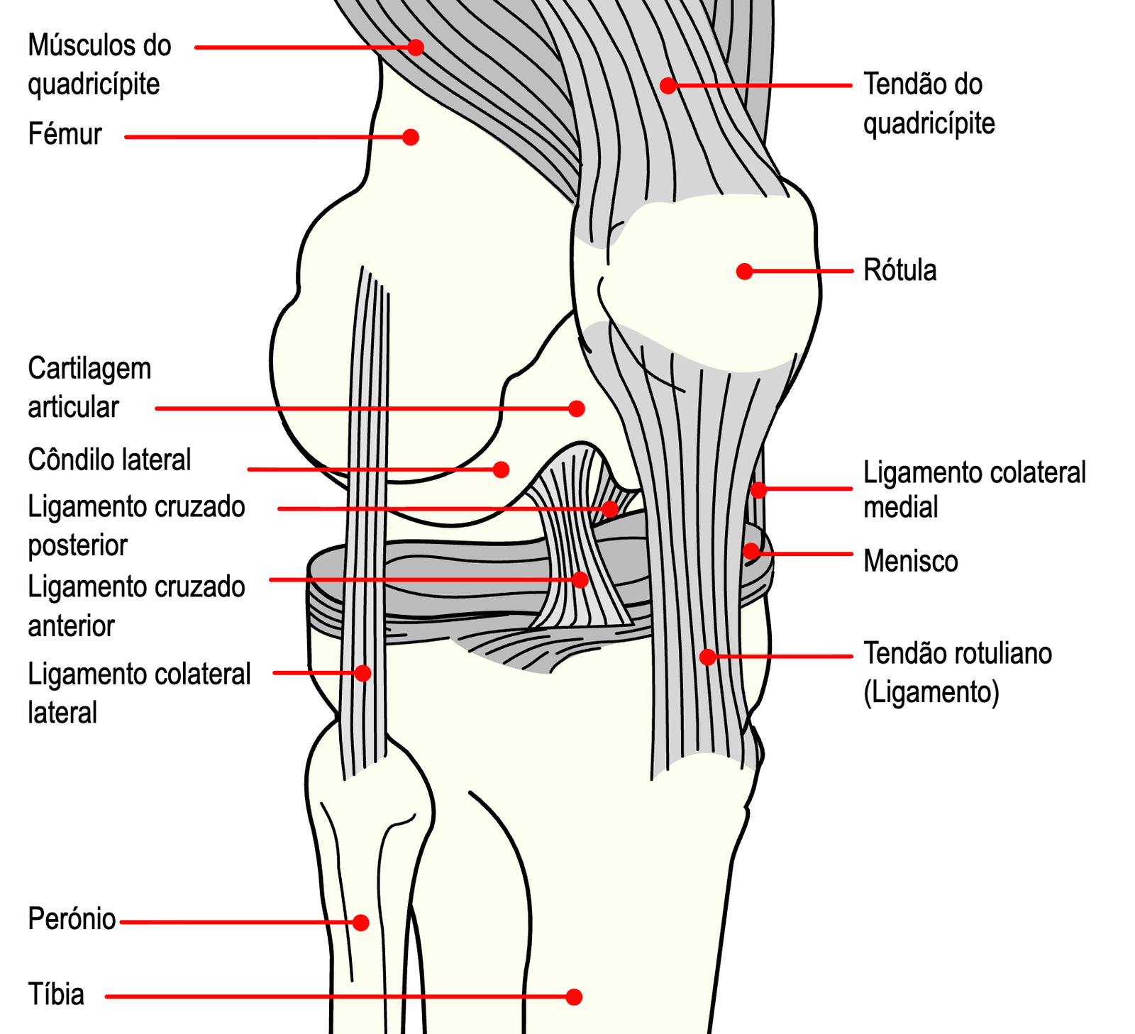 articulação do joelho — ossos, ligamentos e meniscos