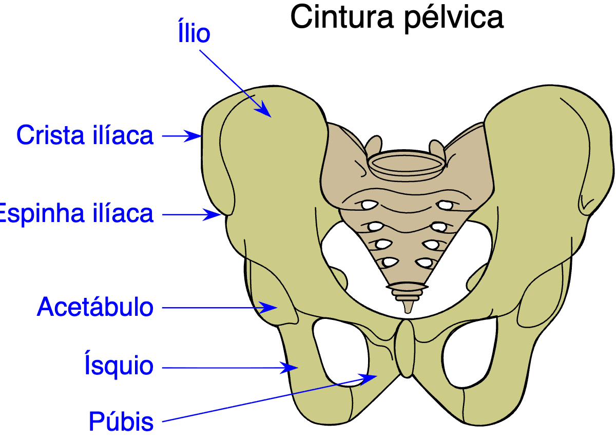 articulação da anca e pelve