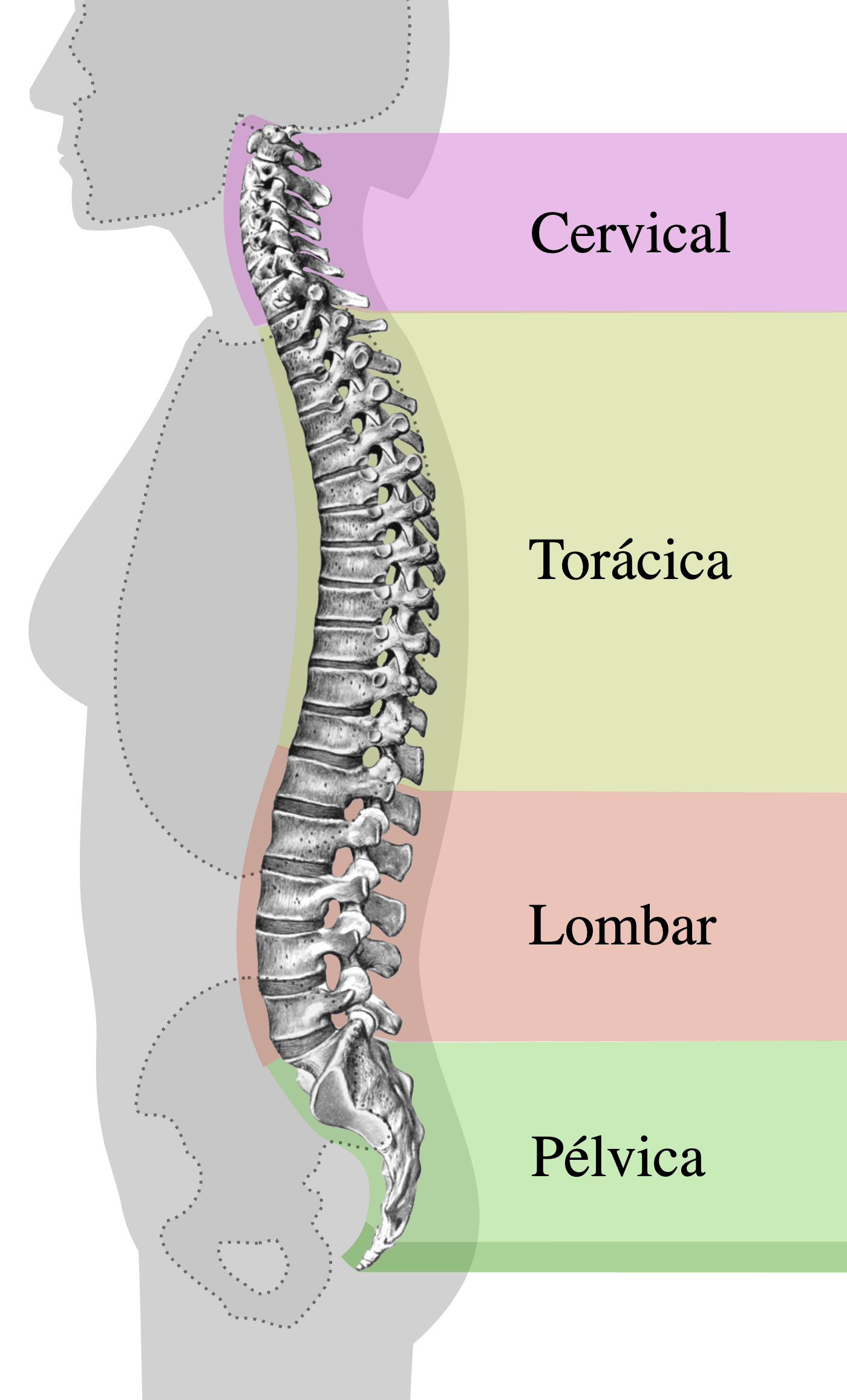 coluna vertebral — curvaturas e regiões