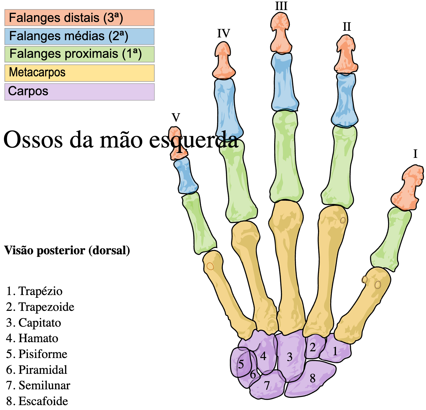ossos do punho e da mão