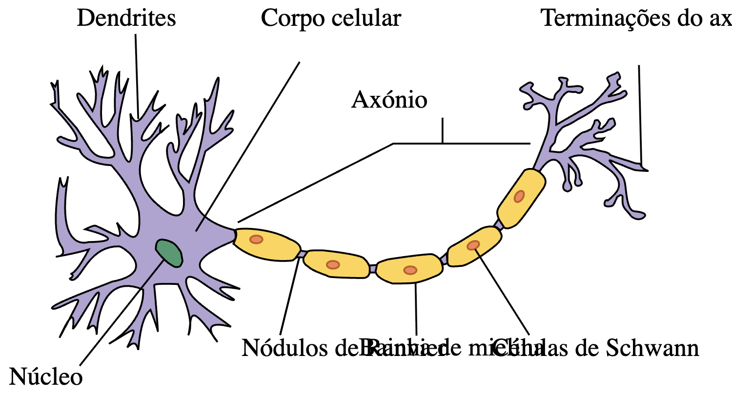 Estrutura do neurónio — dendrites, corpo celular, axónio, bainha de mielina.
