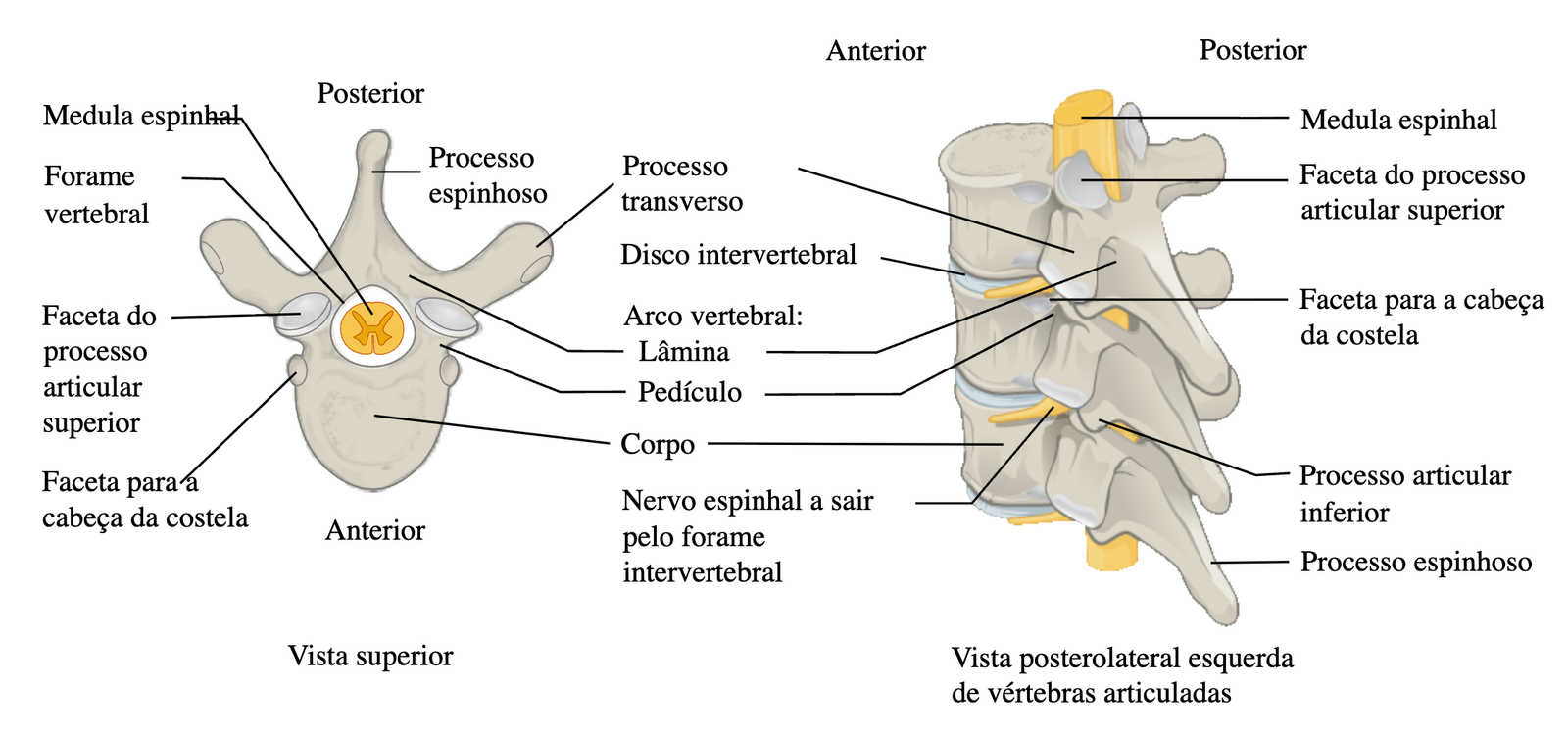 Estrutura da vértebra típica — corpo, arco vertebral, processos, forame.